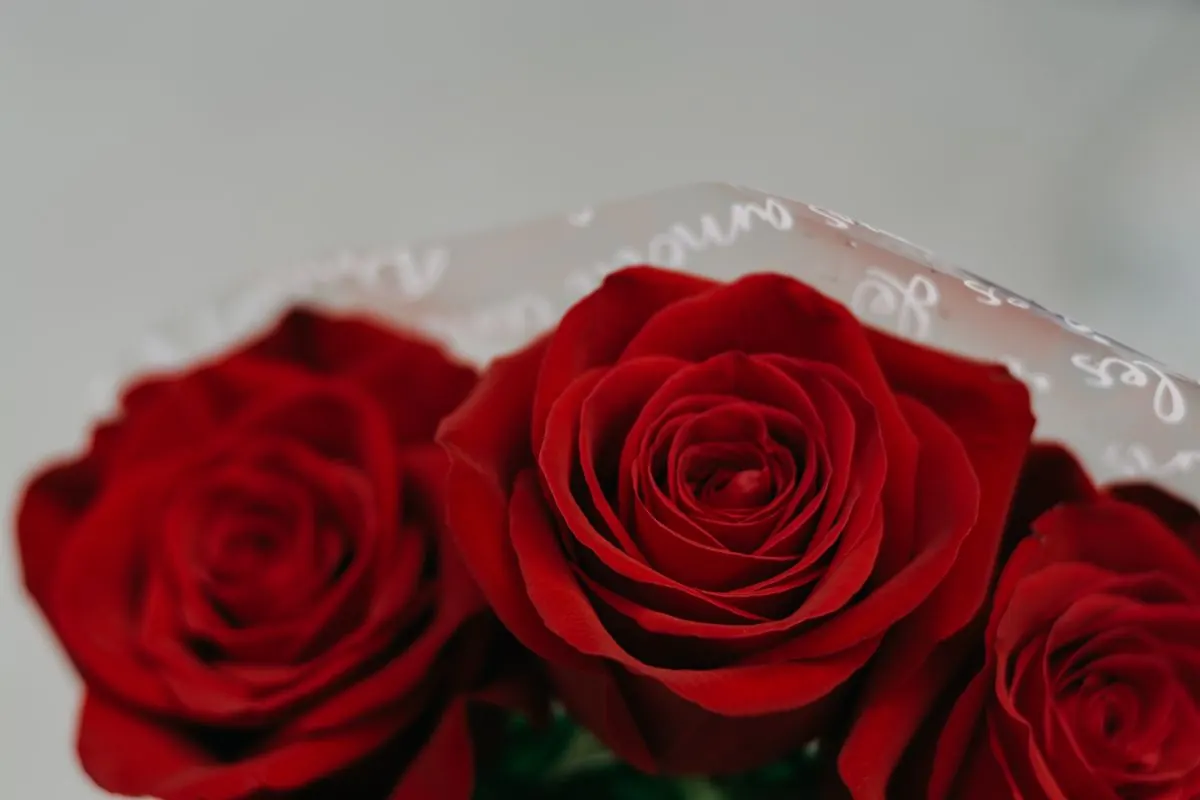 Rosas rojas para aniversario